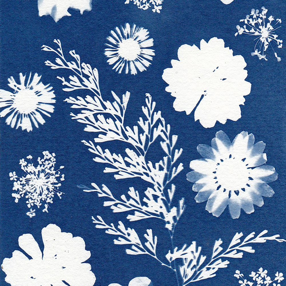 Botanical Sun Printing